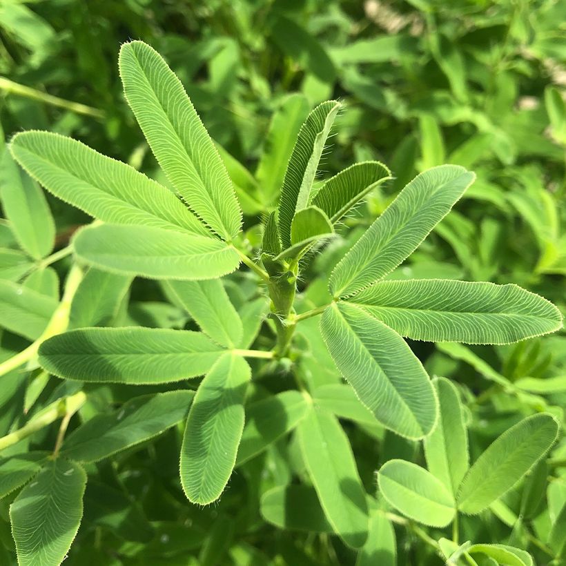 Trifolium rubens - Trèfle pourpré (Foliage)