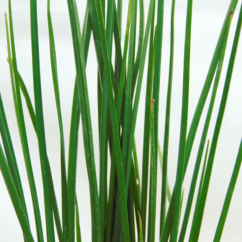 Tritoma - Kniphofia Orange Vanilla Popsicle (Foliage)