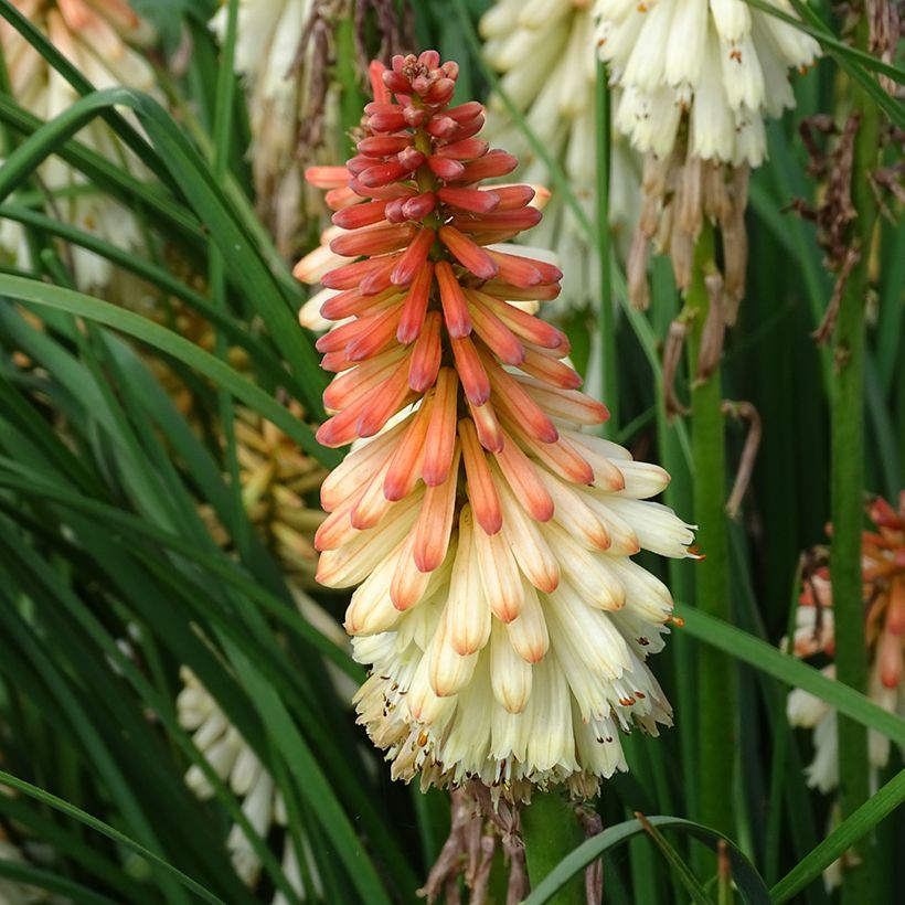 Tritoma - Kniphofia Orange Vanilla Popsicle (Flowering)
