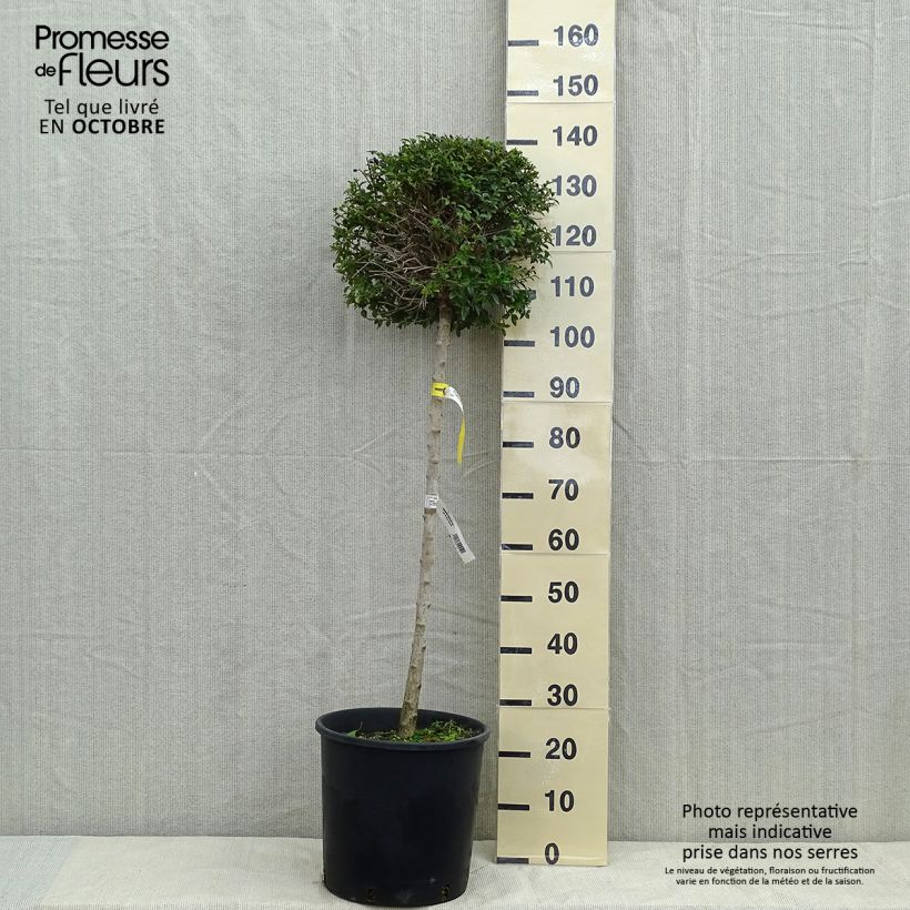 Example of Troène - Ligustrum delavayanum Pot de 12L/15L, 1/4 de tige as you get in automne