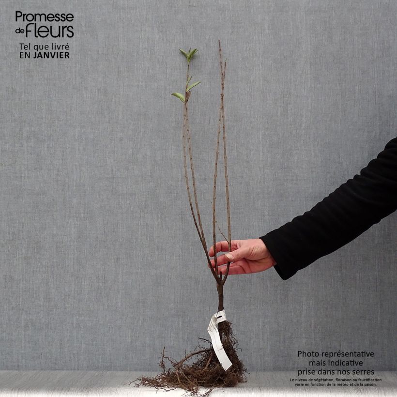 Example of Troène - Ligustrum ovalifolium Petites Racines nues as you get in hiver