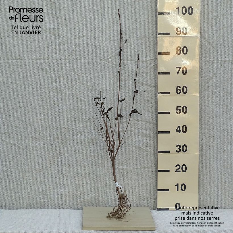 Example of Troène - Ligustrum ovalifolium Petites Racines nues as you get in hiver