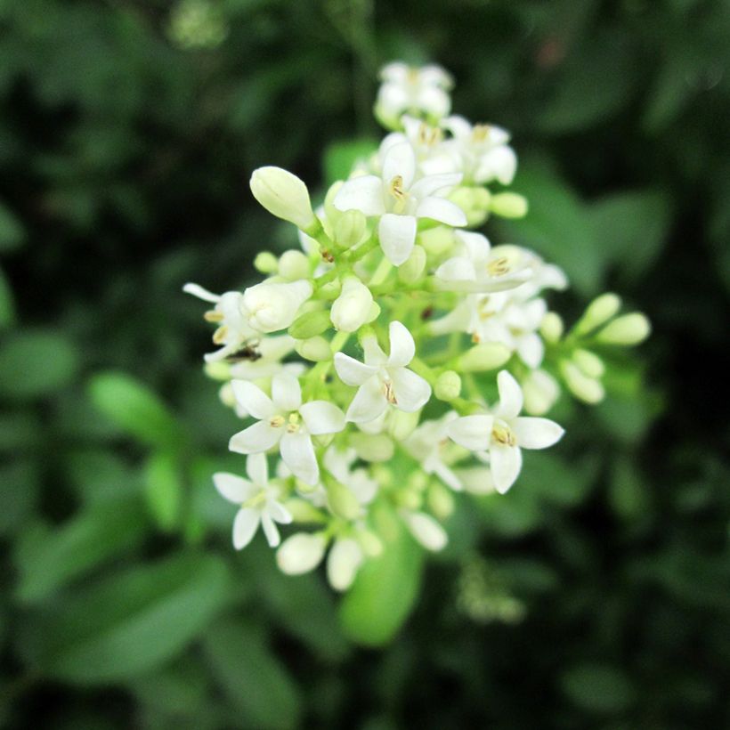 Troène commun - Ligustrum vulgare  (Flowering)