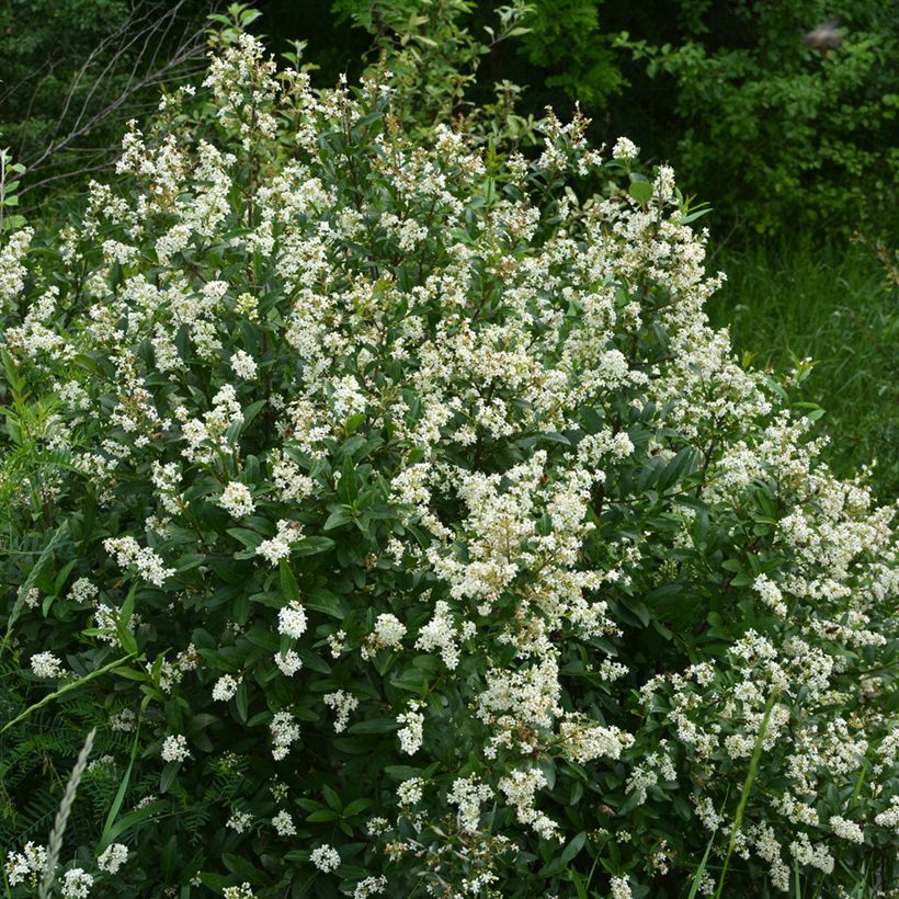 Troène commun - Ligustrum vulgare  (Plant habit)
