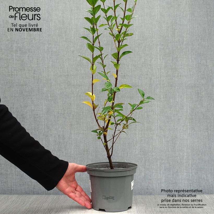 Example of Troène de Californie Lemon Lime - Ligustrum ovalifolium  Pot de 2L/3L as you get in automne