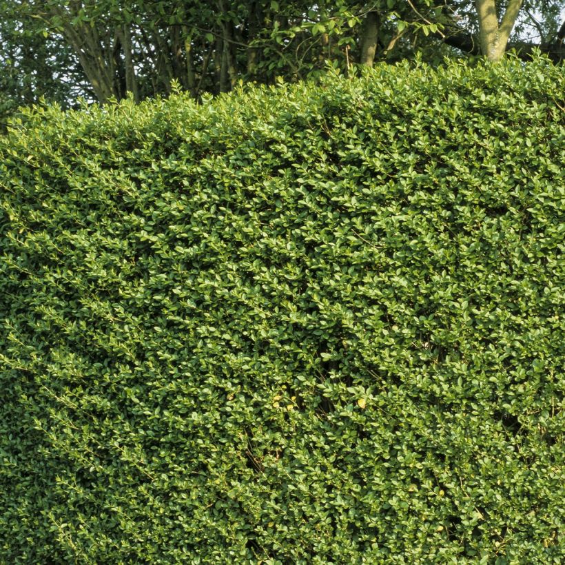 Troène du Japon - Ligustrum japonicum (Plant habit)