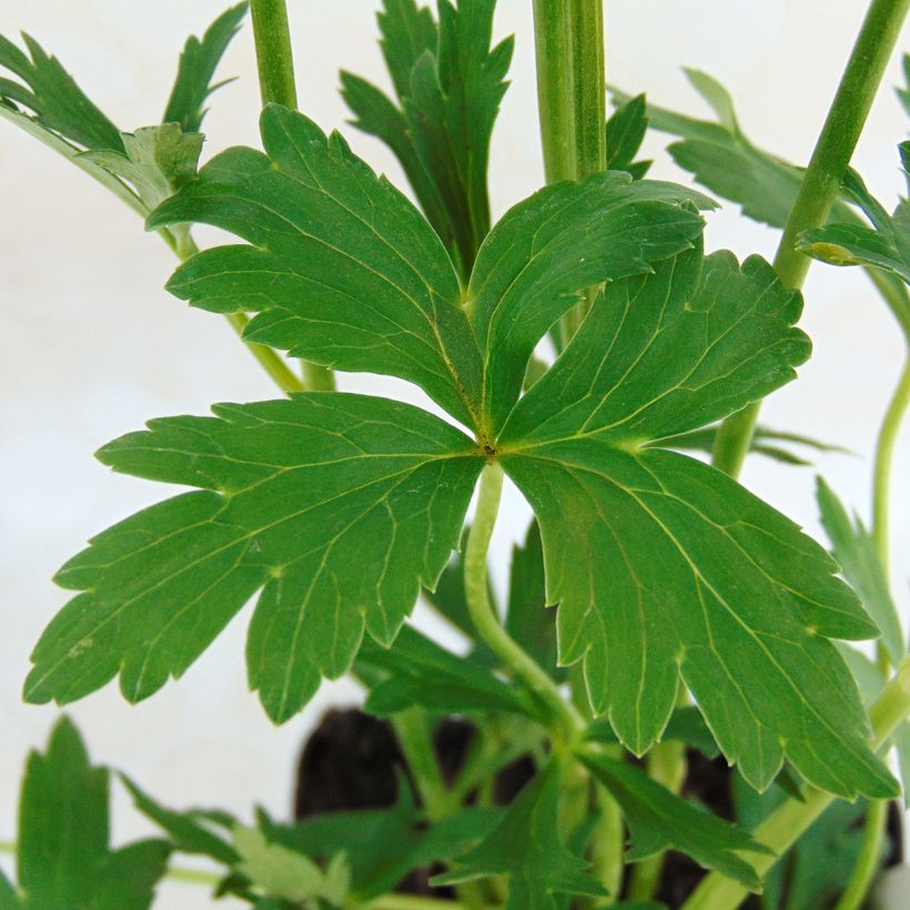 Trolle - Trollius cultorum Cheddar (Foliage)
