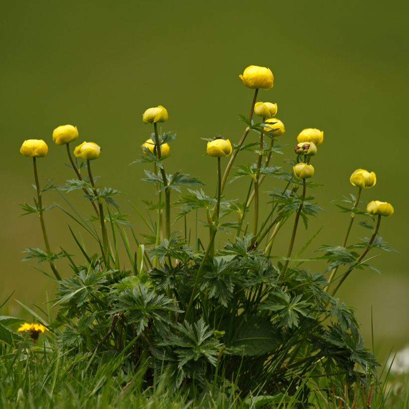 Trolle d'Europe - Trollius europaeus Lemon Supreme (Plant habit)