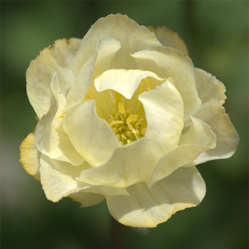 Trollius Alabaster - Trolle hybride (Flowering)