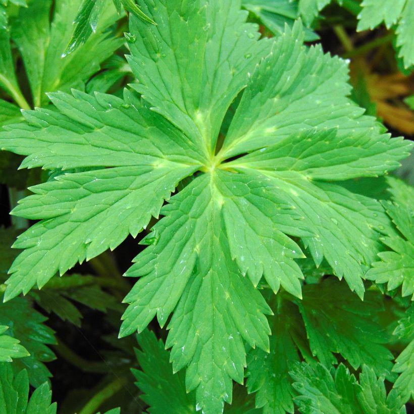 Trollius Lemon Queen - Trolle hybride (Foliage)