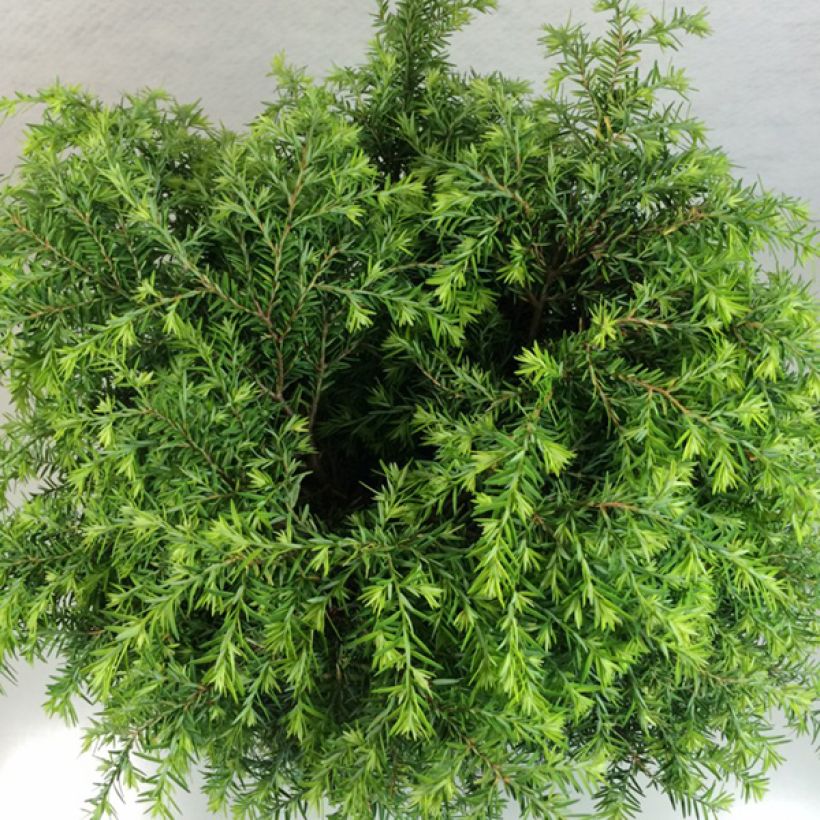 Tsuga canadensis Jeddeloh - Pruche du Canada (Foliage)