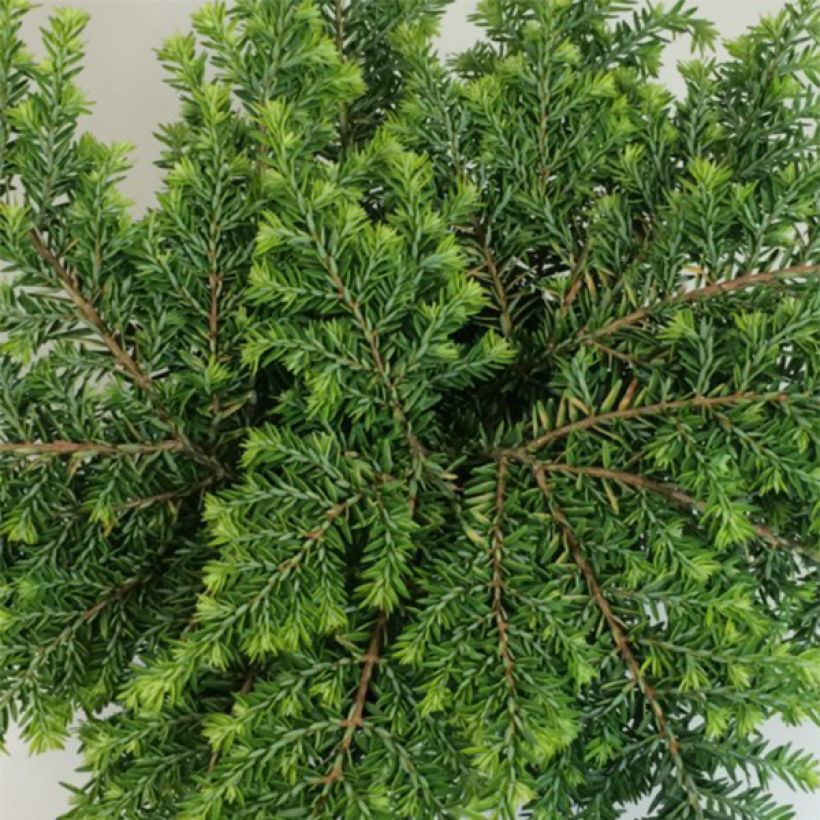 Pruche du Canada - Tsuga canadensis Popeleski                     (Foliage)