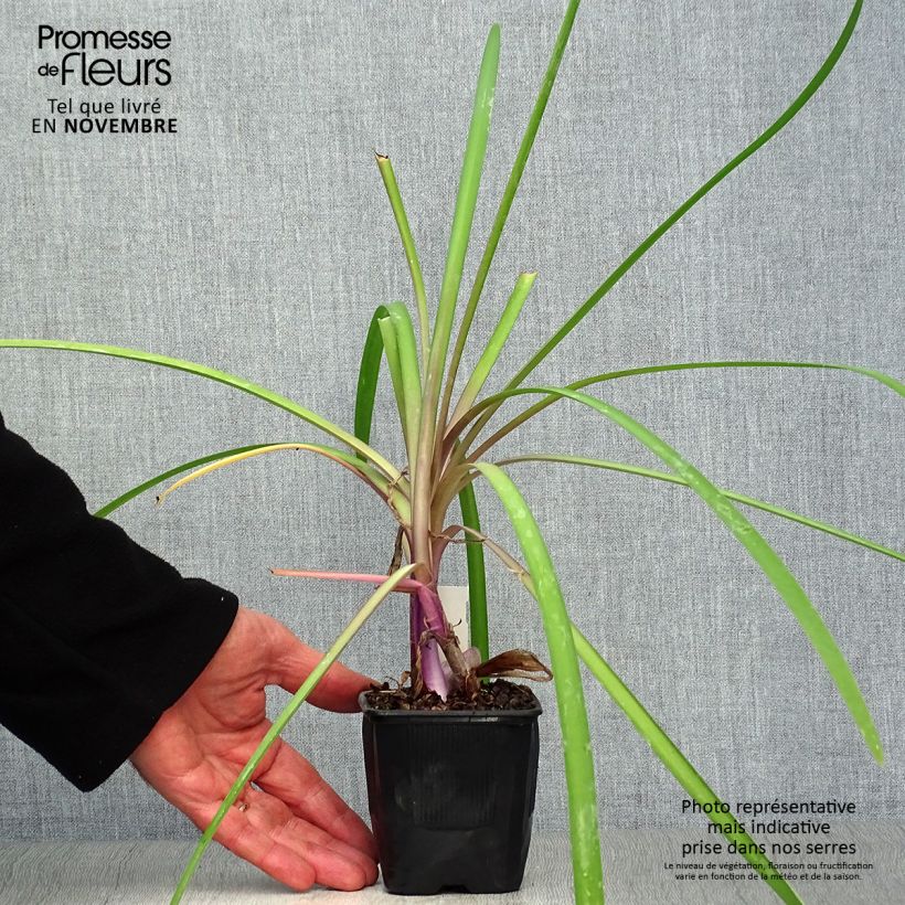Example of Tulbaghia Himba - Tulbaghie hybride  Godet de 7/8 cm as you get in automne