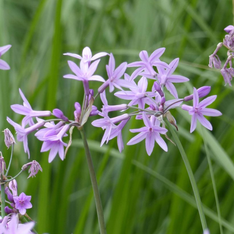 Tulbaghia violacea - Tulbaghie (Flowering)