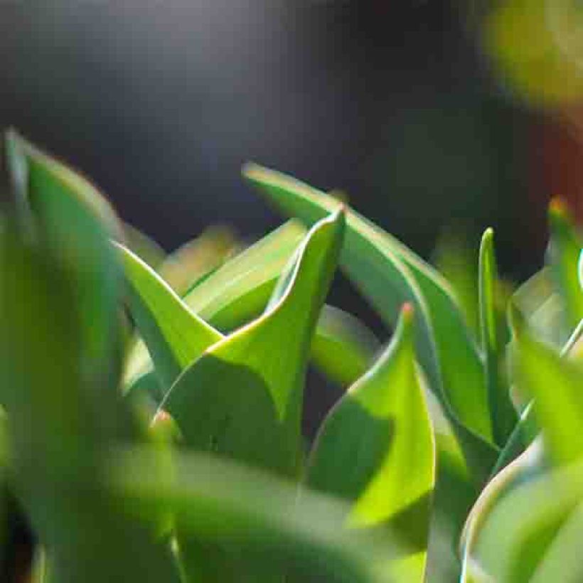 Tulipe viridiflora Green River (Foliage)
