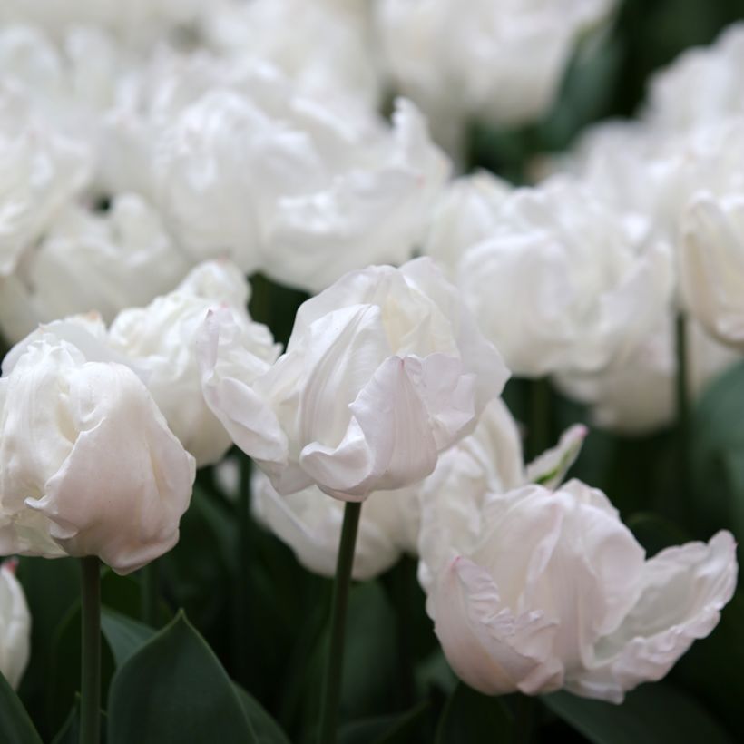 Tulipe Triomphe Rejoyce (Flowering)