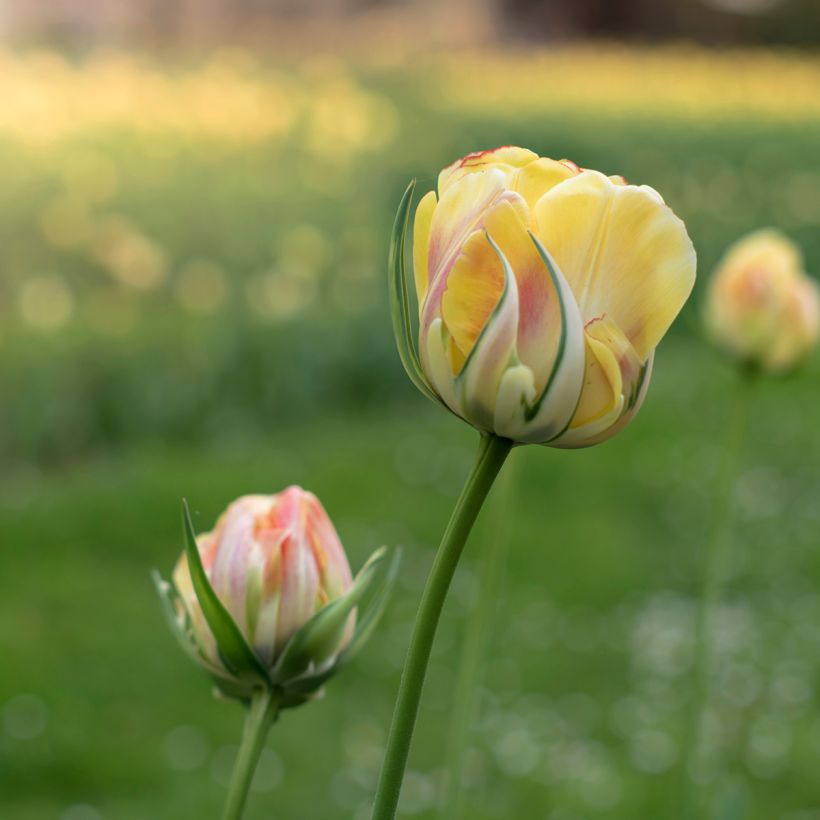 Tulipe viridiflora Golden Artist (Flowering)