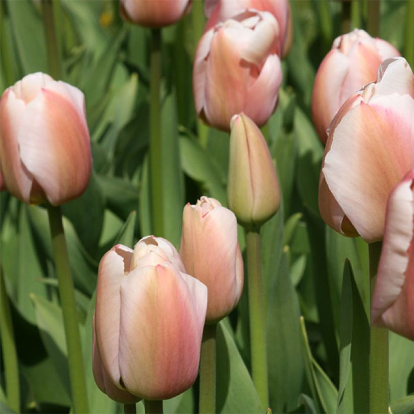 Tulipe Darwin Ollioules (Flowering)