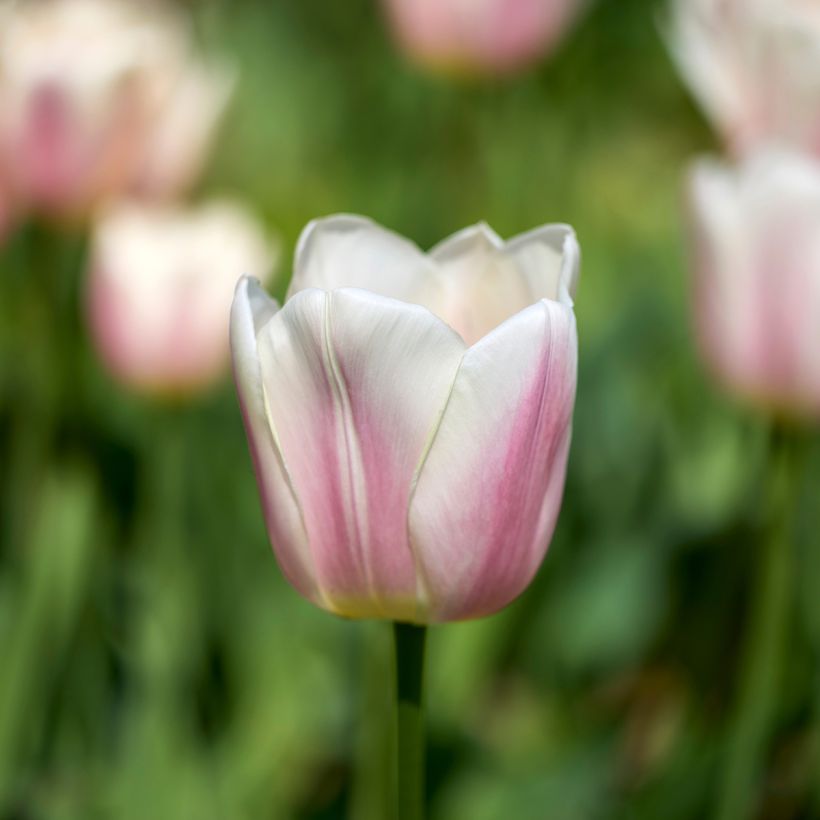 Tulipe Darwin Royal Pride (Flowering)