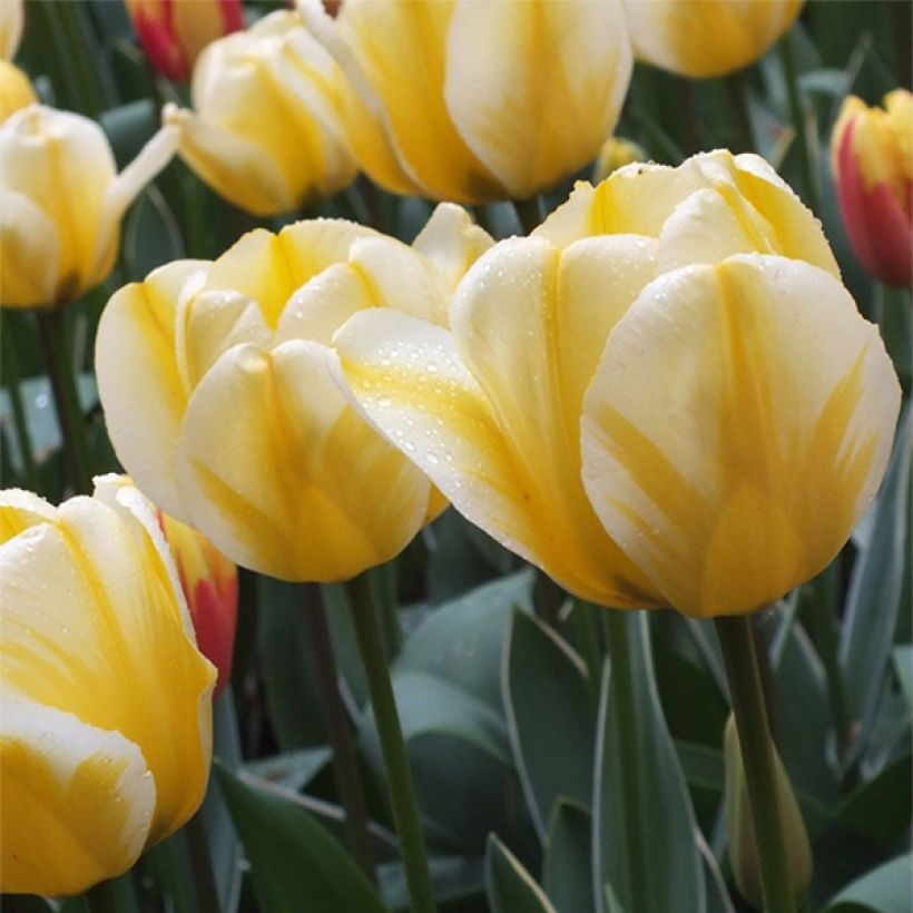 Tulipe Darwin Jaap Groot (Flowering)