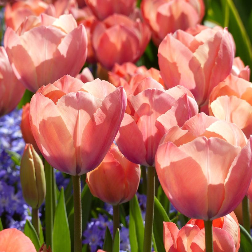 Tulipe Darwin Mystic Van Eijk (Flowering)