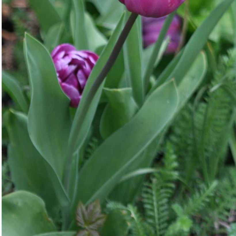 Tulipe double tardive Diamant Bleu (Blue Diamond) (Foliage)