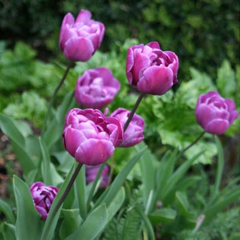 Tulipe double tardive Diamant Bleu (Blue Diamond) (Plant habit)