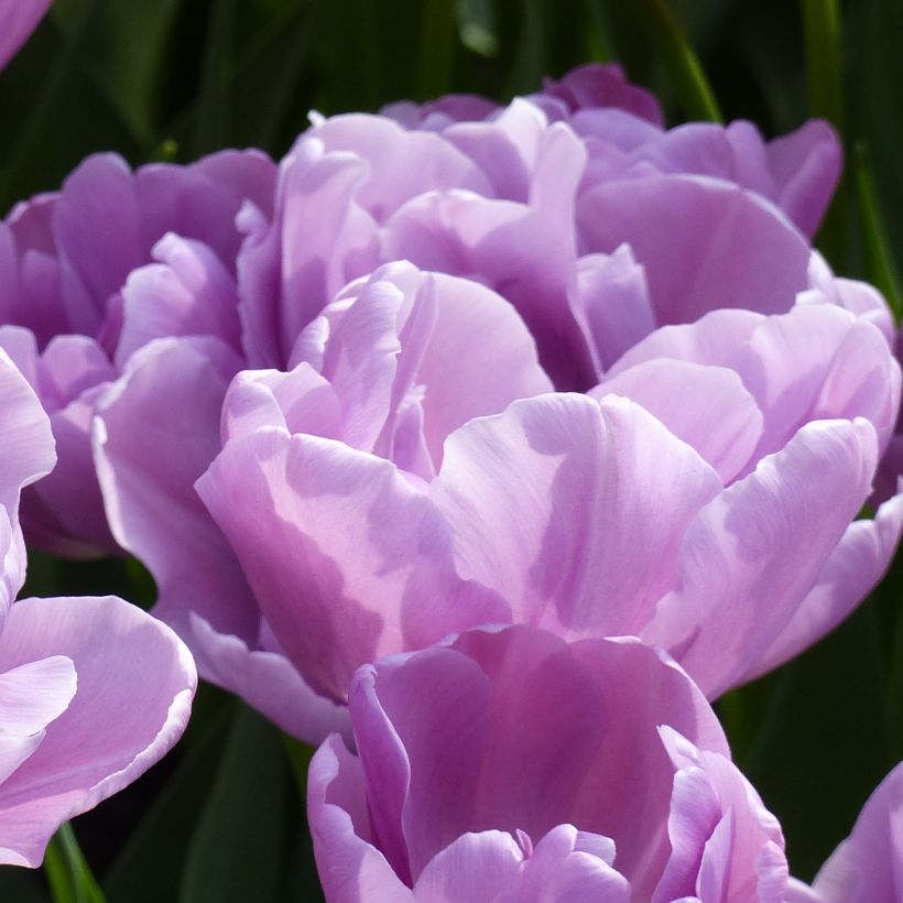 Tulipe double hâtive Katinka (Flowering)