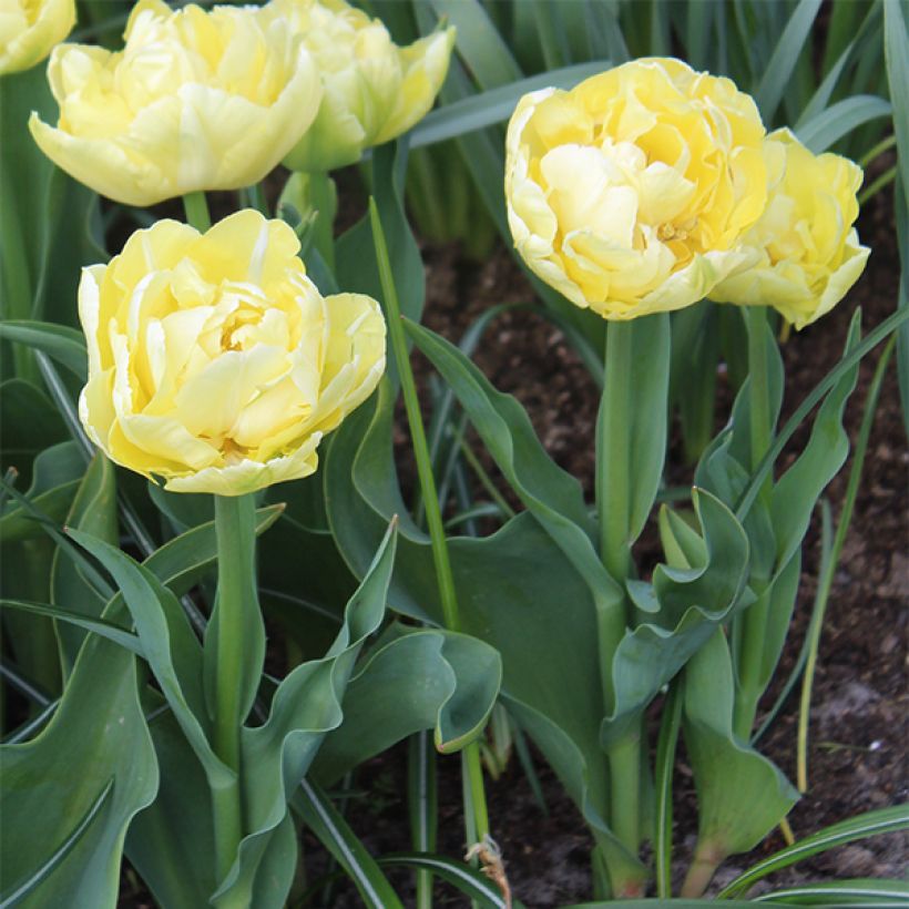 Tulipe double hâtive Verona (Plant habit)