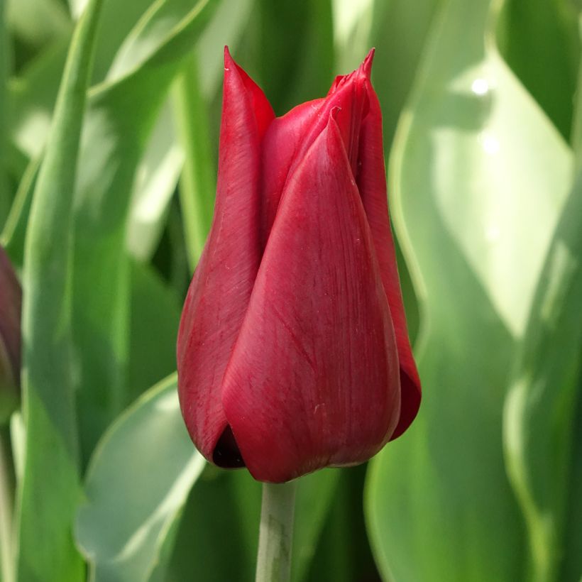 Tulipe Fleur de Lis Lasting Love (Flowering)