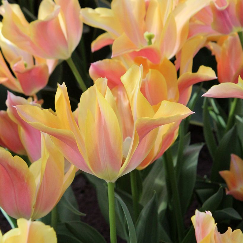 Tulipe Fleur de Lis Marianne (Flowering)