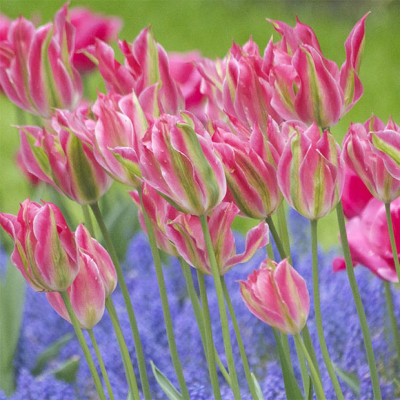 Tulipe Fleur de Lis Virichic (Flowering)