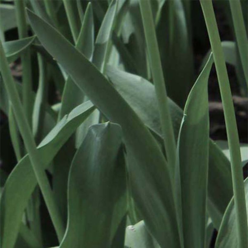 Tulipe Perroquet Libretto Parrot (Foliage)