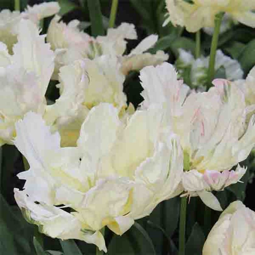 Tulipe Perroquet Libretto Parrot (Flowering)