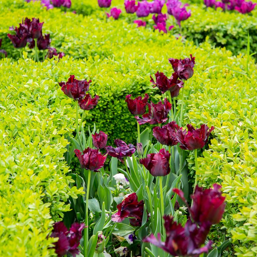 Tulipe Perroquet Black Parrot (Plant habit)