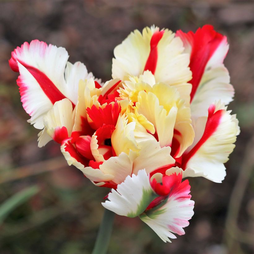 Tulipe Perroquet Flaming Parrot (Flowering)