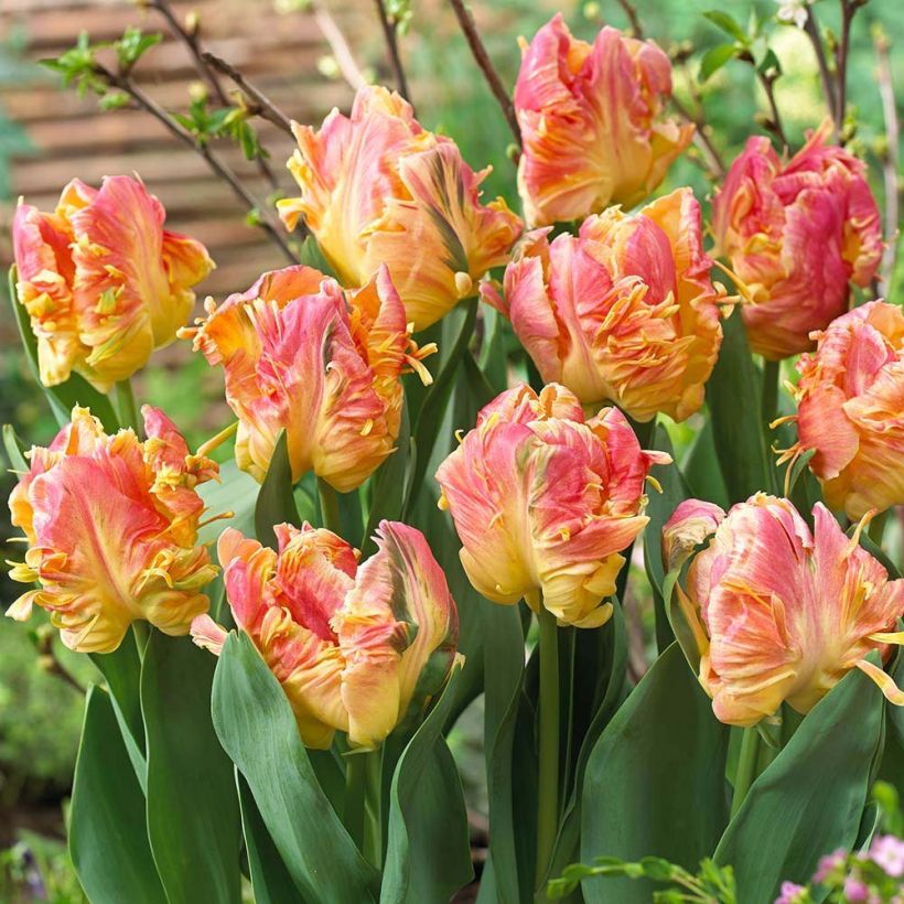 Tulipe Perroquet Parrot Lady (Flowering)