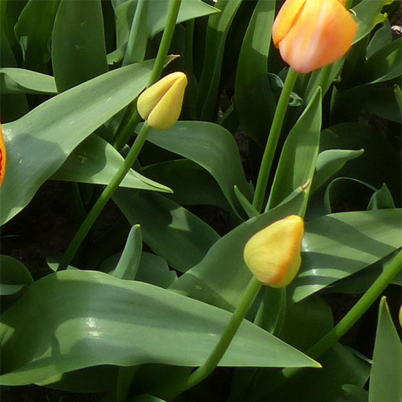Tulipe simple tardive Dordogne (Foliage)
