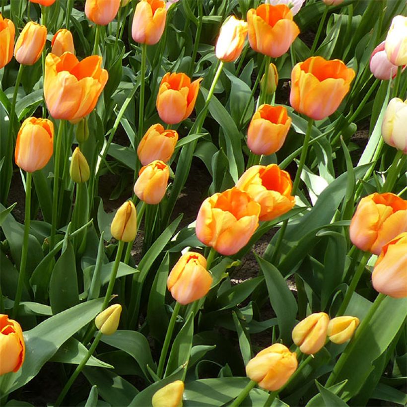 Tulipe simple tardive Dordogne (Flowering)