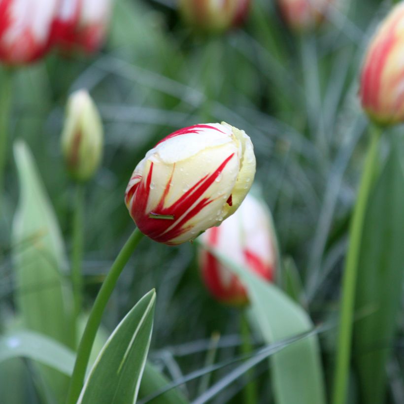 Tulipe Triomphe Carnaval De Rio (Flowering)