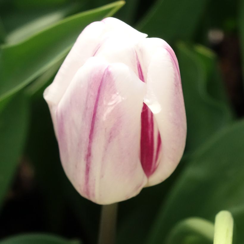 Tulipe Triomphe Flaming Flag (Flowering)