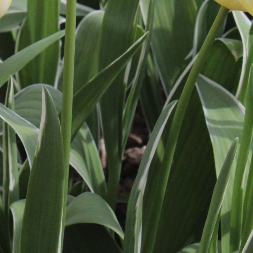 Tulipe Triomphe Happy People (Foliage)
