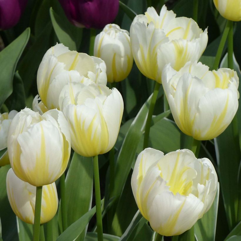 Tulipe Triomphe Happy People (Flowering)
