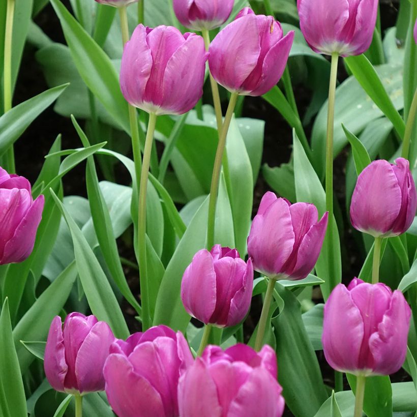 Tulipe Triomphe Négrita (Flowering)
