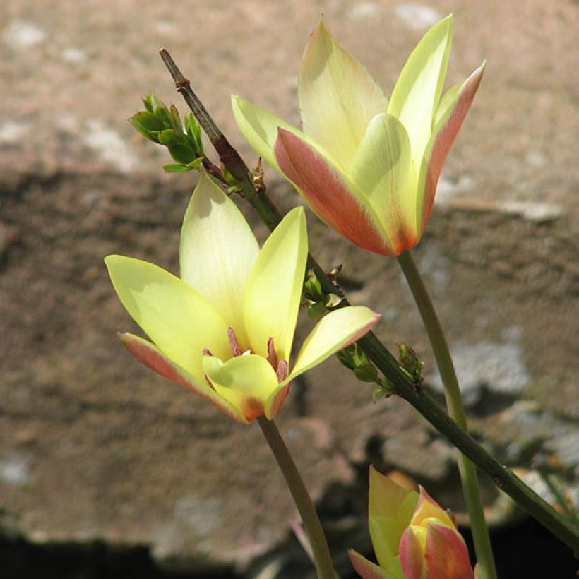Tulipe botanique clusiana Cynthia (Plant habit)