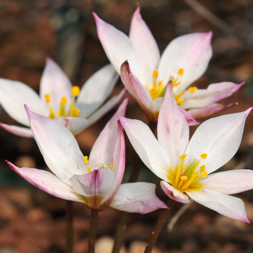 Tulipe botanique cretica Hilde (Flowering)