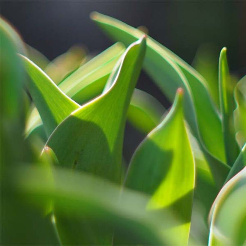 Tulipe botanique greigii Petit Chaperon Rouge Double (Foliage)