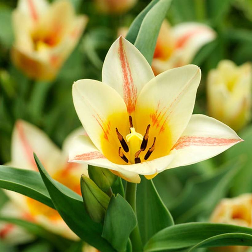 Tulipe botanique greigii Quebec (Flowering)