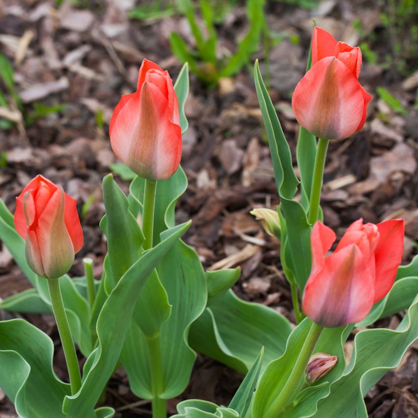 Tulipe botanique greigii Toronto (Plant habit)