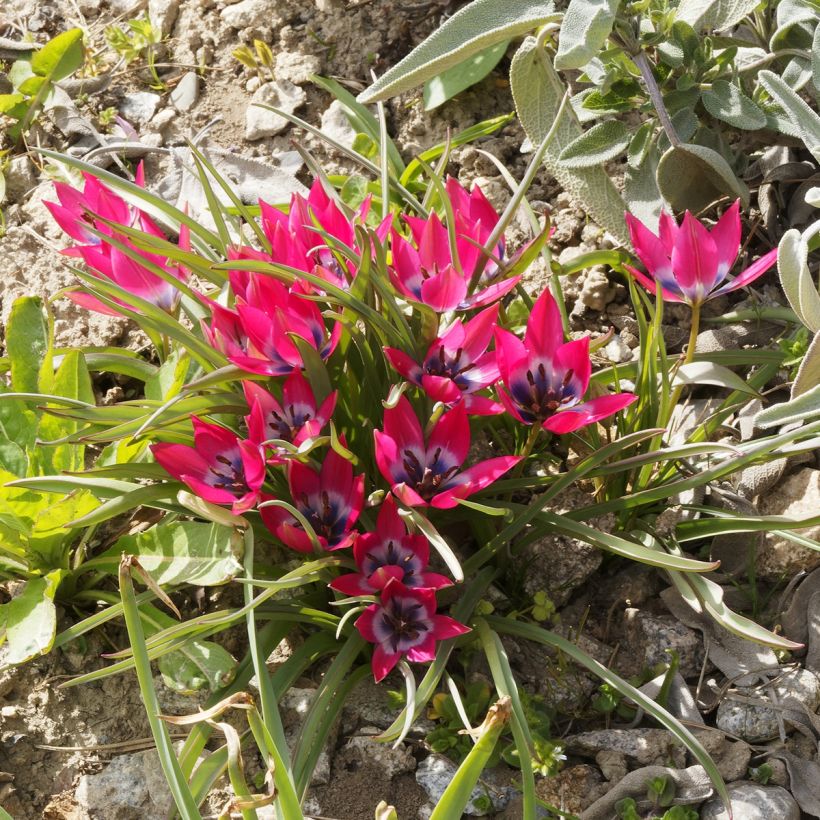 Tulipe botanique humilis - Tulipa humilis (Plant habit)